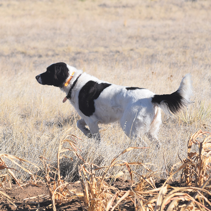 Cold Creek Dog Proof Trap Setter