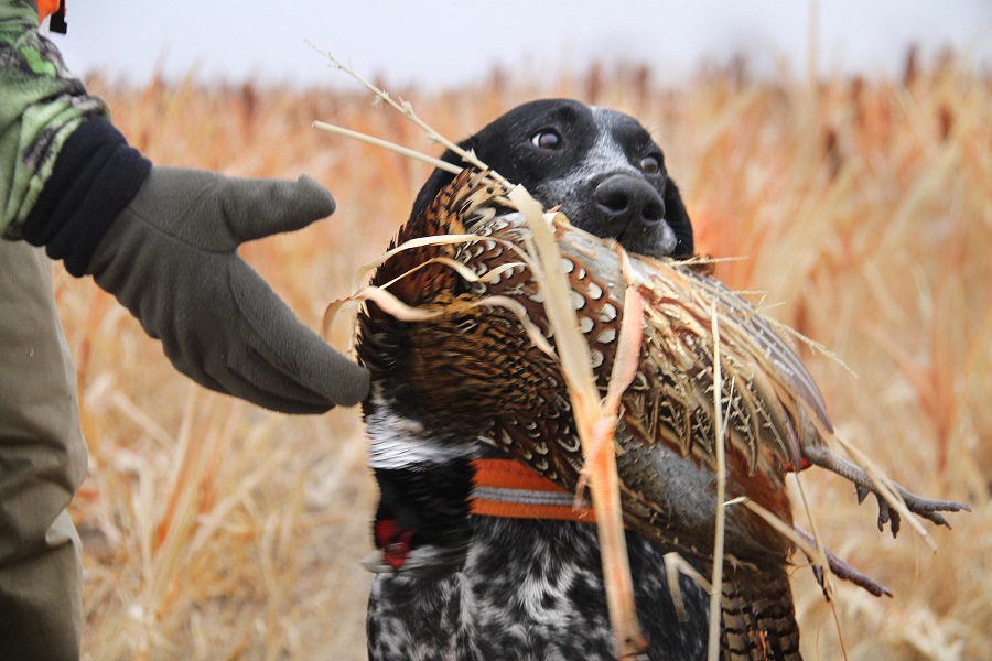 Breaking a best sale gun shy dog