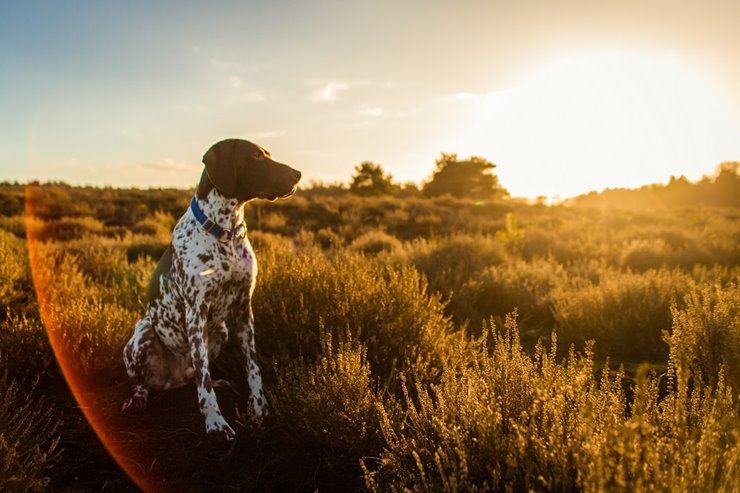 German best sale shorthaired rescue