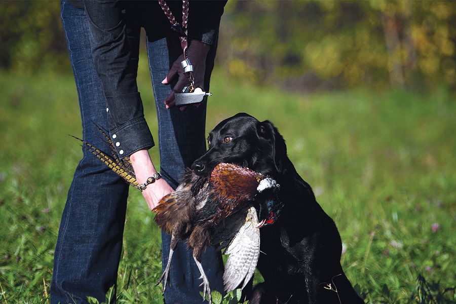 Pheasant sales dog training