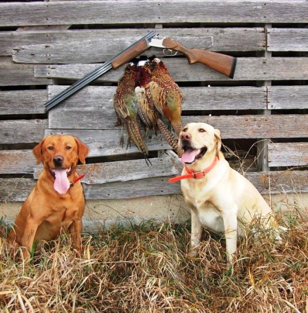 Pheasant hunting with a hot sale lab