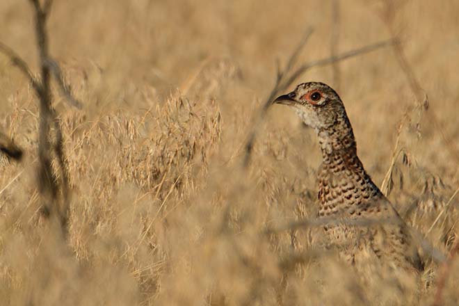 Habitat Needs of Pheasants  North Dakota Game and Fish