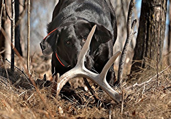 Bird Dogs Hunt Up Shed Antlers.aspx