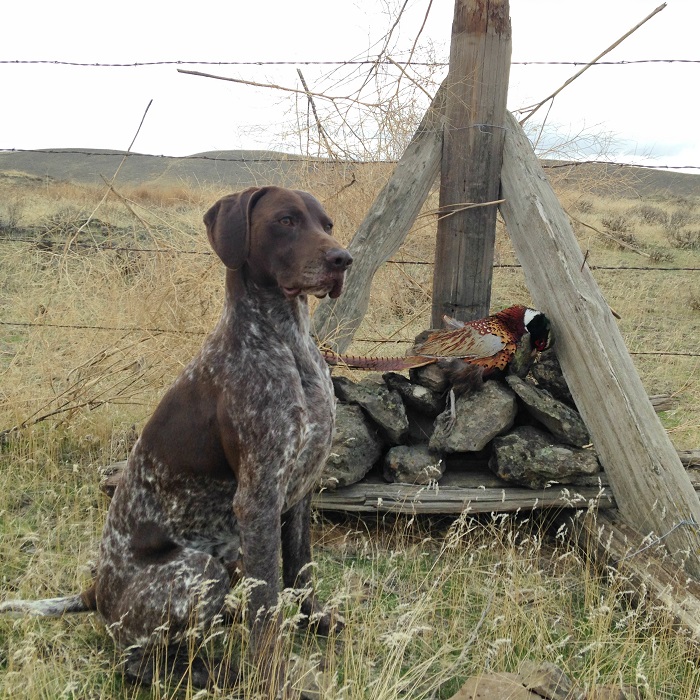 Catahoula german shorthair store mix