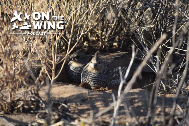 Bobwhite and Blue Quail in Texas with Gun Dog Supply s Steve Snell