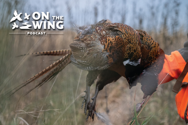 Early Season Tips for Pheasant Hunting Success