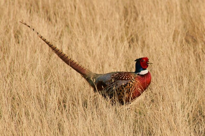 all-the-upland-game-birds-you-can-hunt-in-america