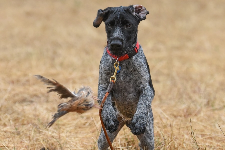 can you train a year old dog to hunt