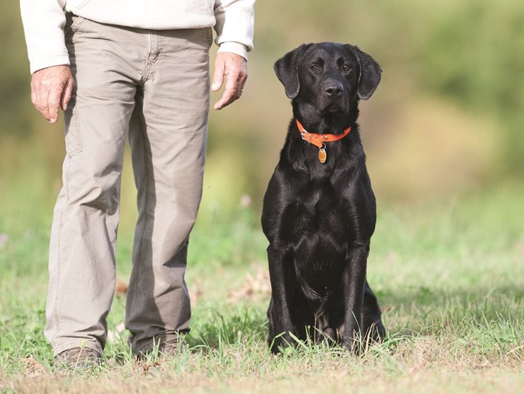 Ten Traits of a Good Bird Dog Trainer