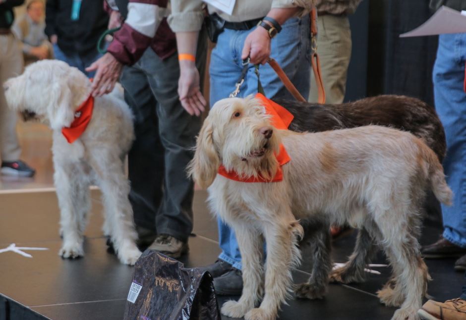 labradoodle pheasant hunting