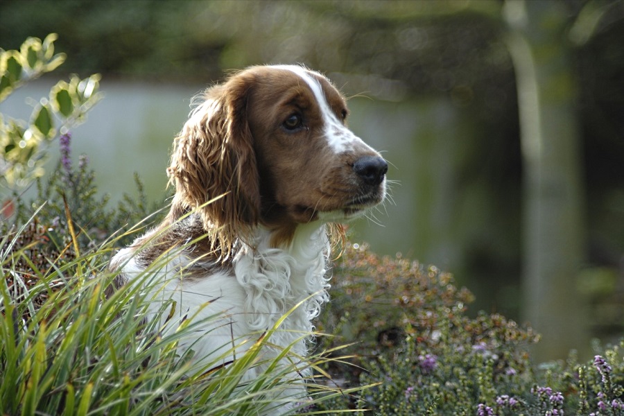 springer spaniel pheasant hunting