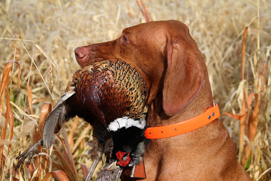 Vizsla hot sale hunting dog