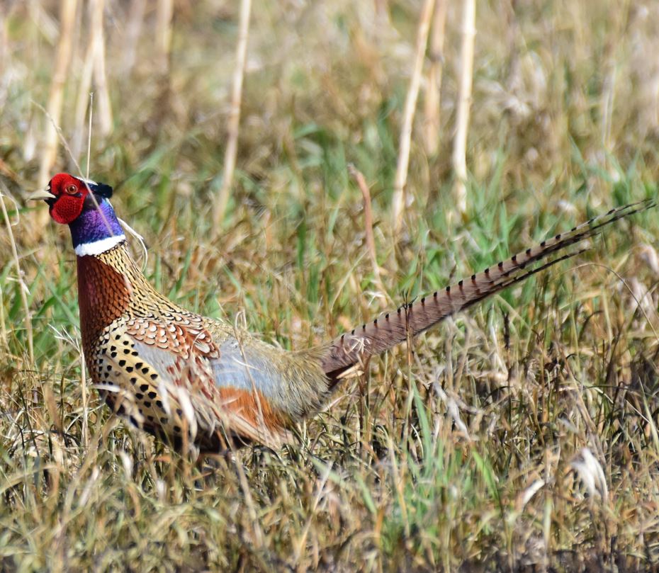  <h2>SD Full Strut</h2>Is there anything more colorful than a mature, ring-necked rooster pheasant in the springtime? We don't think so!<br />
<br />
This photo was snapped by Tom Koerner of the U.S. Fish and Wildlife Service at LaCreek National Wildlife Refuge in South Dakota.