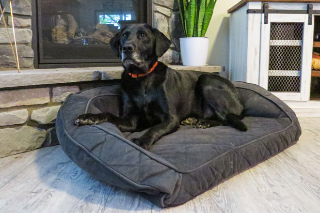 what size should a labrador bed be