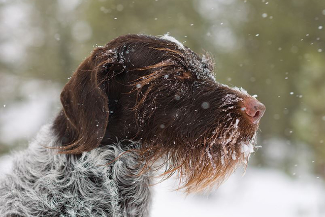 Best dog bedding for cold clearance weather