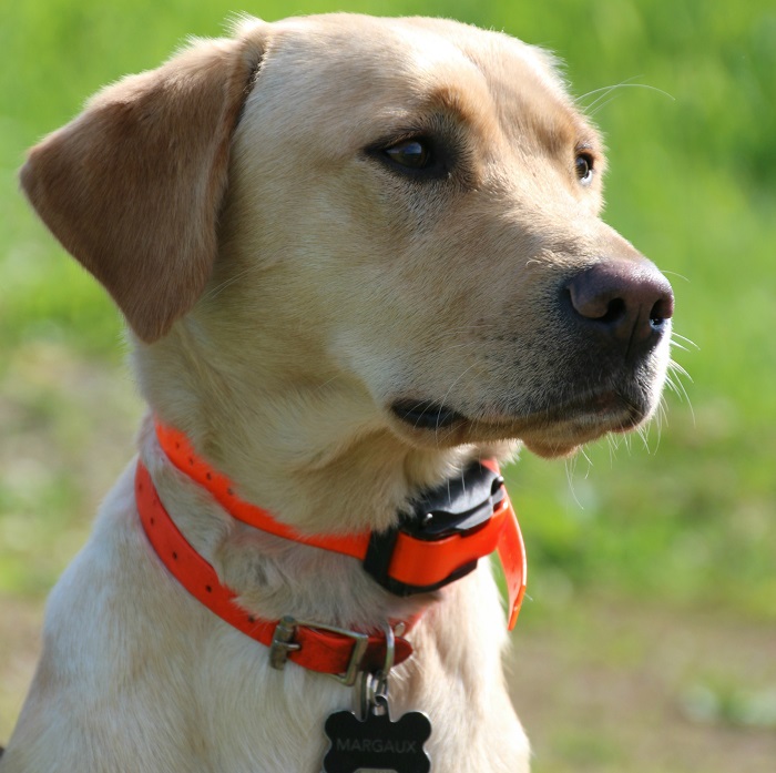 Yellow lab clearance pointer mix