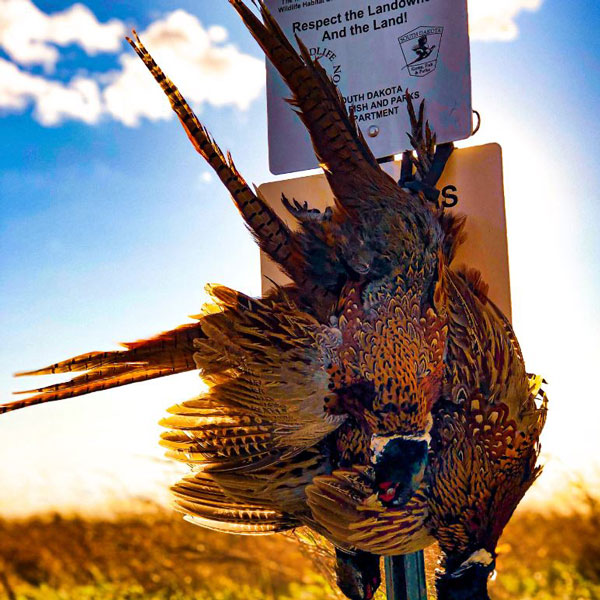  <h2>Walk-In Gold</h2>Pheasants Forever supporter Tim Brown submitted this photo from somewhere, South Dakota.<br />
<br />
With more than 1 million acres of private lands enrolled in the state's Walk-In Area program, we hope to duplicate more of these pictures for the season ahead!