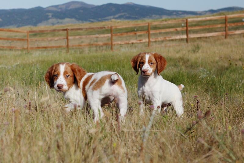 bird dogs