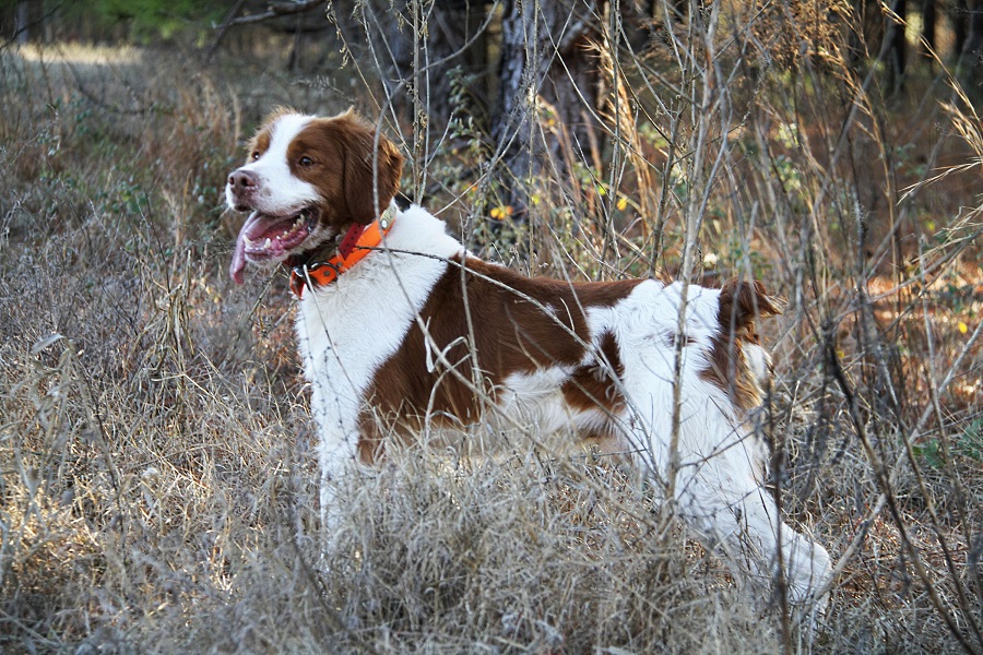 brittany spaniel tricolor puppy