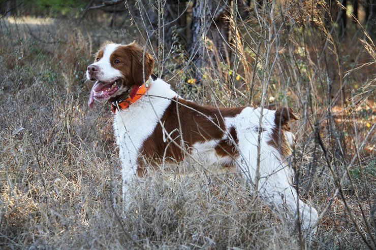 brittany spaniel duck hunting