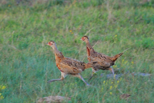Ornamental Pheasants : Rare Pheasant Chicks