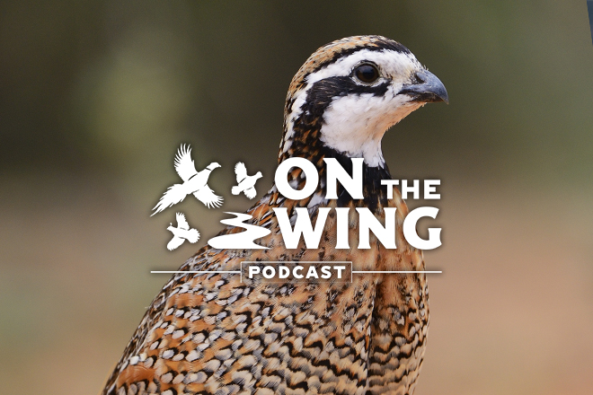 Podcast Ep. 71: South Carolina Bobwhite Quail and Boykin Spaniels