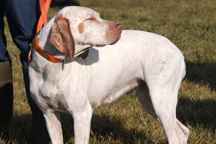 Lemon pointer bird store dog