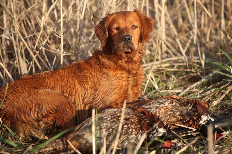 Bird Dog Profile Golden Hours Golden Retrievers