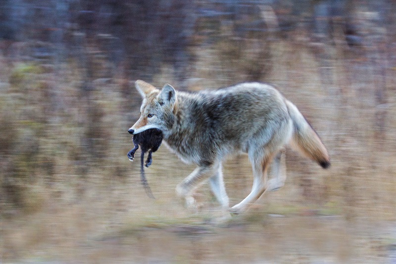 do coyotes kill big dogs