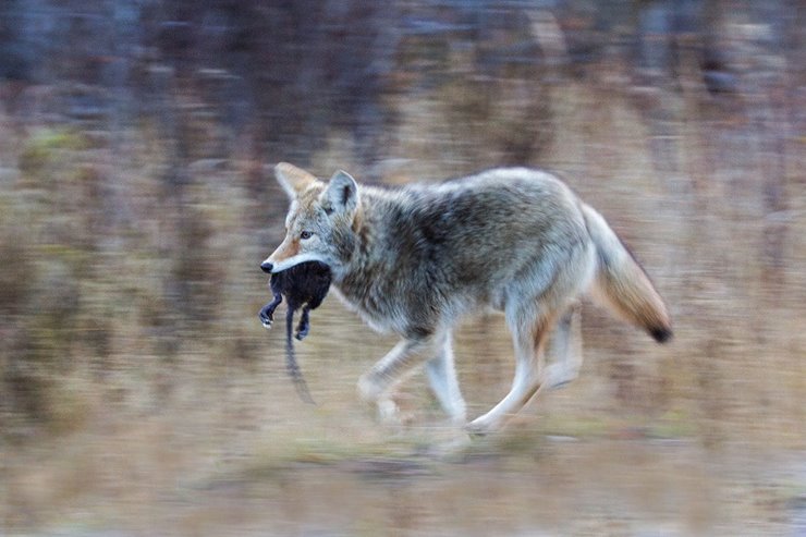 do coyotes eat small dogs