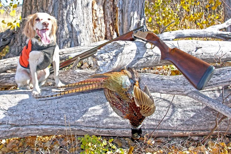 springer spaniel pheasant hunting