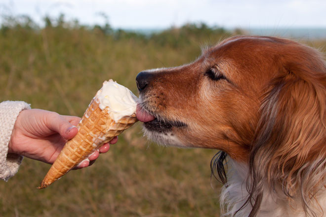 Giving ice cream to dogs best sale