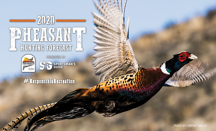 Pheasant Hunting Forecast