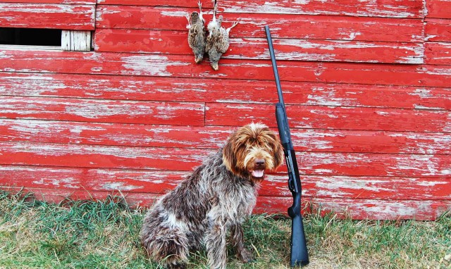 Ducks Unlimited Celebrates 85 Years of Conservation - Gun Dog