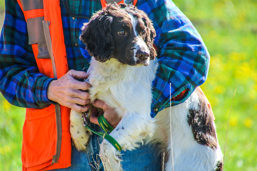 English Springer Spaniel