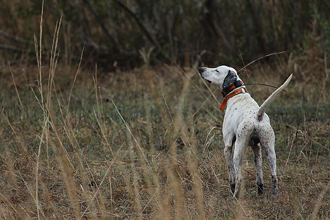 english pointer hunting