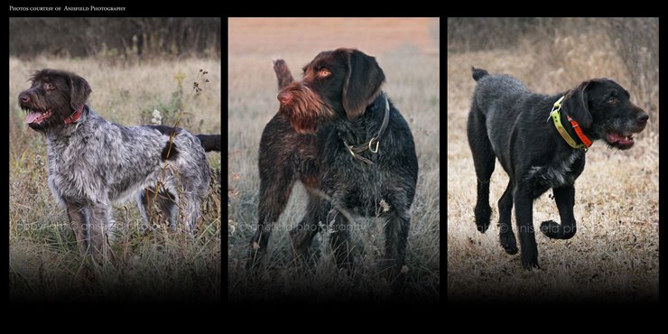 Dog wirehaired cheap pointing griffon