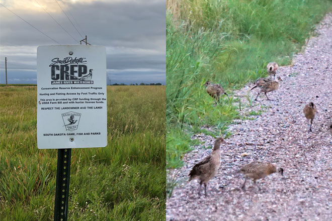 DIY: Run Your Own Roadside Pheasant Survey