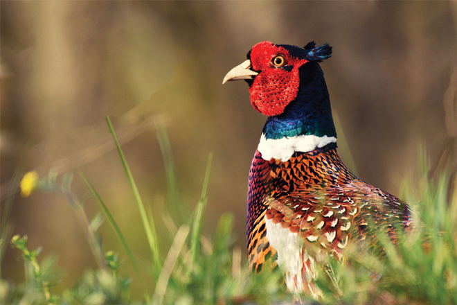 National Wild Pheasant Conservation Plan Being Revised for the Times