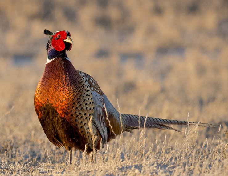 A Tale Of Two Disappearing Pheasants