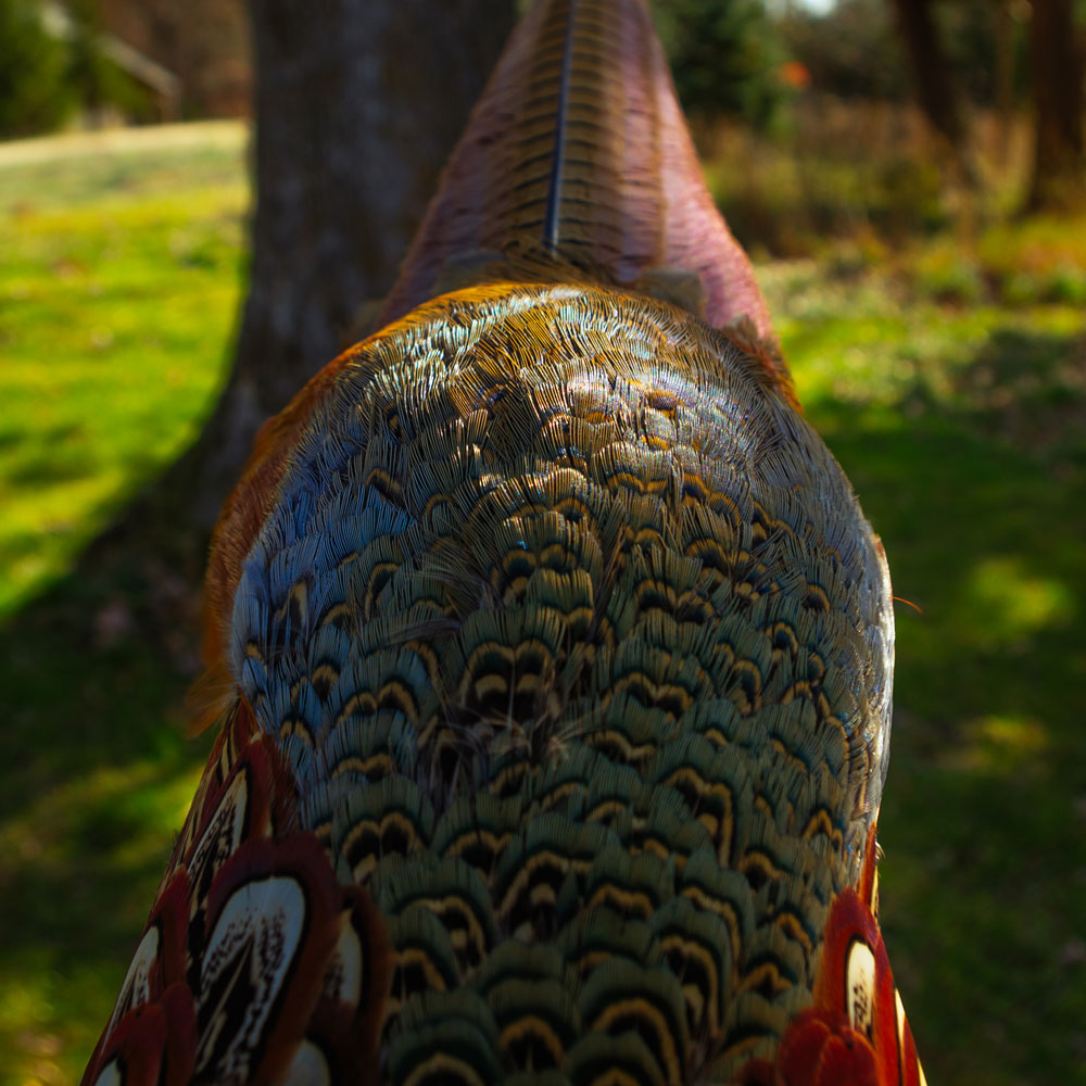  <h2>Brilliant Fall Hues</h2>Iowa's Alex Jacobson submitted this photo of an early season rooster harvested in Hawkeye Country in 2020.<br />
<br />
In the upland world, we think a ring-necked rooster pheasant takes the cake for most beautiful bird...but then again, we might be biased!