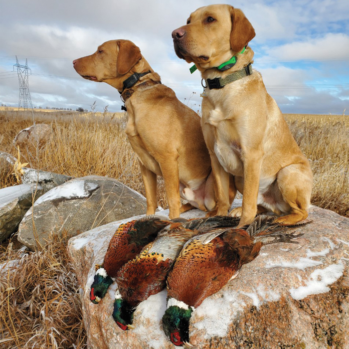 Black lab 2024 pheasant hunting