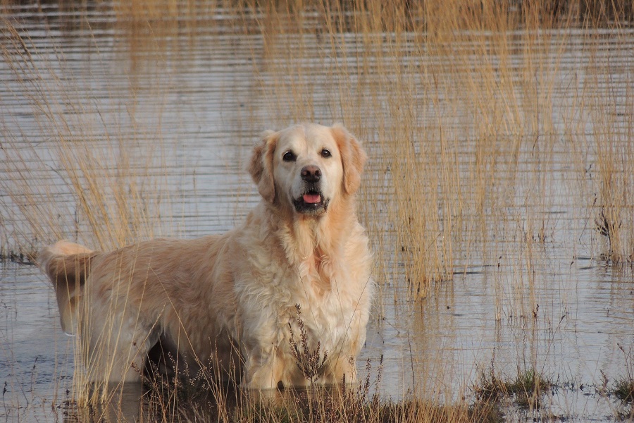 is a golden retriever a good hunting dog