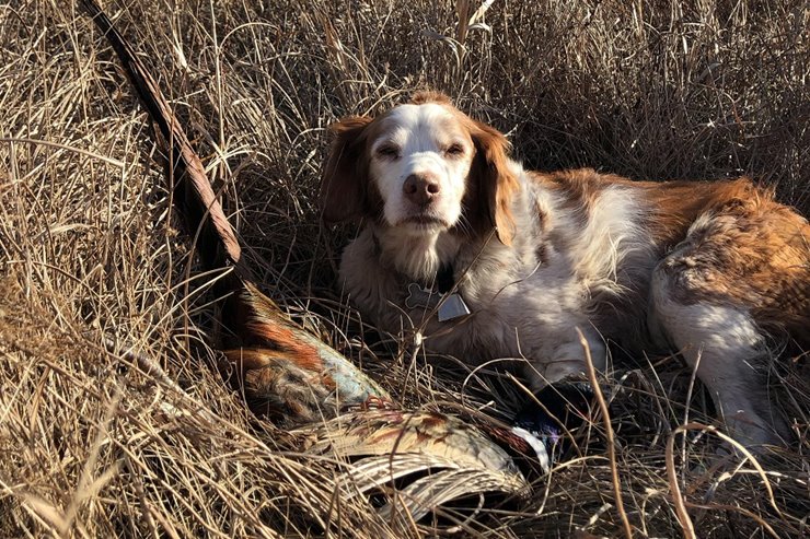 brittany spaniel pheasant hunting