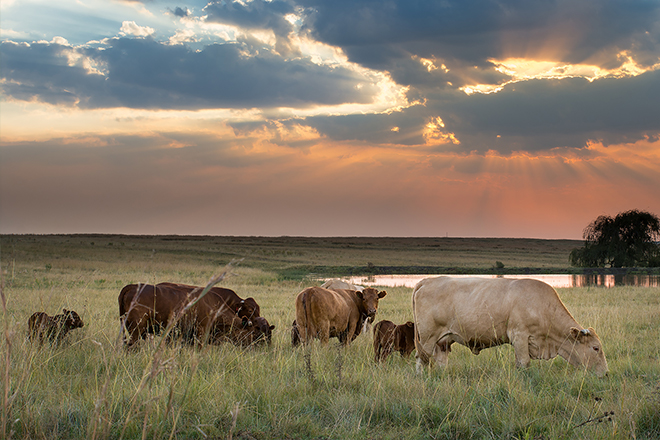 Great Plains  Working Lands For Wildlife