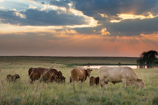 Podcast Ep. 122: The New Great Plains Grasslands Initiative with NRCS