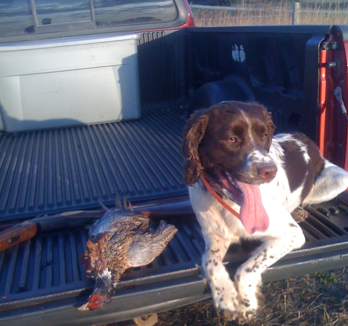 English pointer sale springer spaniel mix