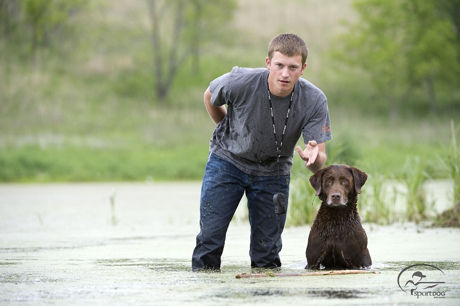 How to Properly Introduce Your Bird Dog to an E Collar