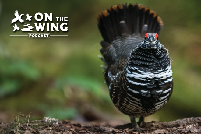 Podcast-Ep-248-Spruce-Grouse-Hunting-Habitat-with.aspx