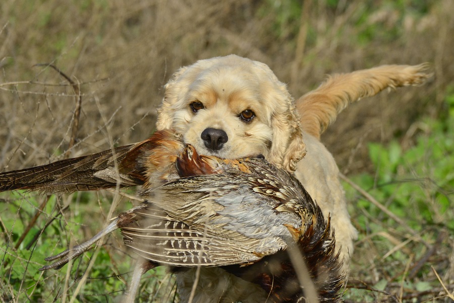 Springer spaniel hot sale bird dog